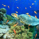 Green Sea Turtles