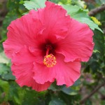 Hawaii in Full Bloom