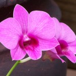 The Dining Area Orchids