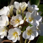 White Plumeria Blossoms