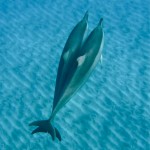 Dolphins Resting in Union