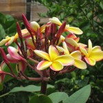 Fragrant Plumeria Blossoms