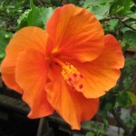 Georgeous Orange Hibiscus